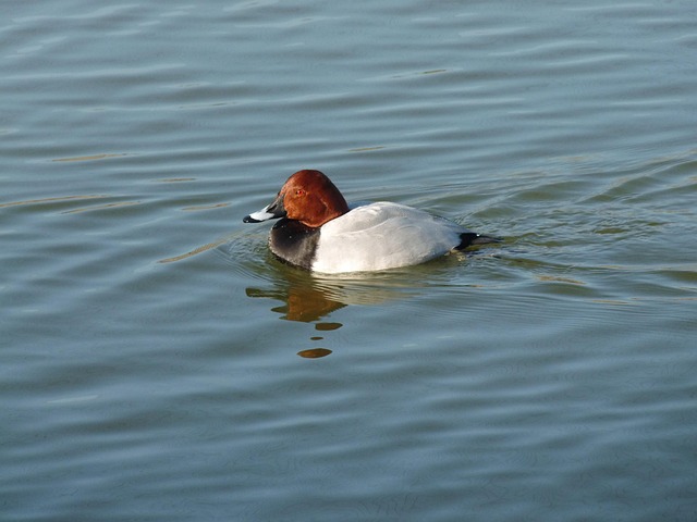 Free Bird Animal photo and picture