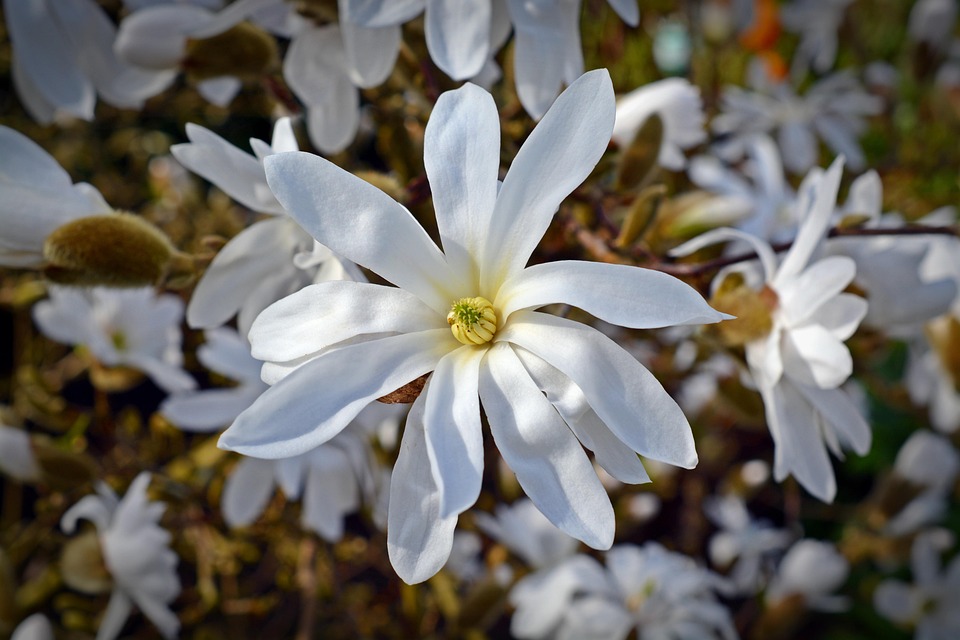 star magnolia bloom free photo on pixabay star vector free