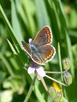 butterfly, aricia cramera, brunette