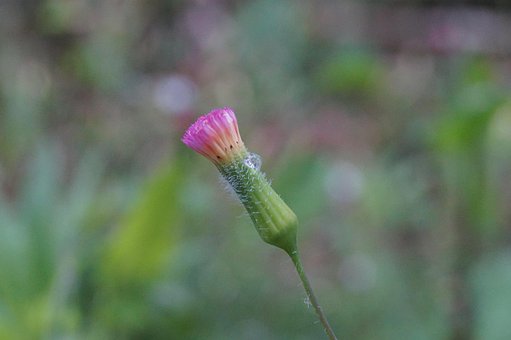 Free Macro Flower Flower Near photo and picture