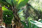 banana, plantain, tree platano