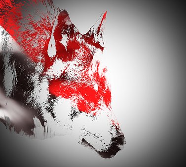 Free Red Black illustration and picture