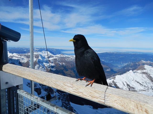 Free Bird Mountains photo and picture