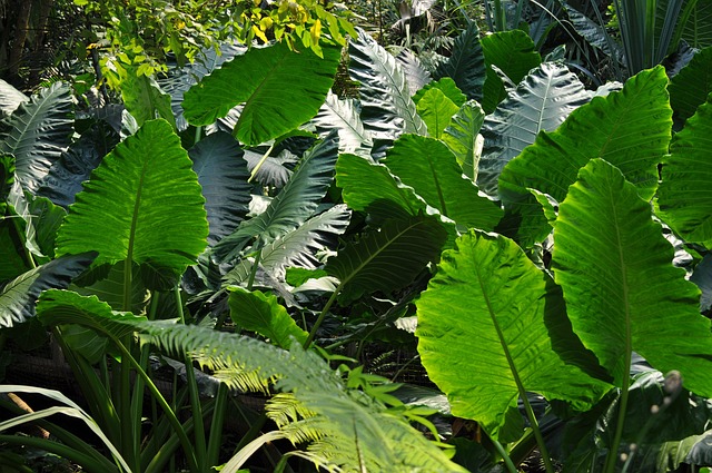 Free Plants Green photo and picture