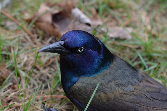 Fugl, Fugl Nærbillede, Natur, Ornitologi