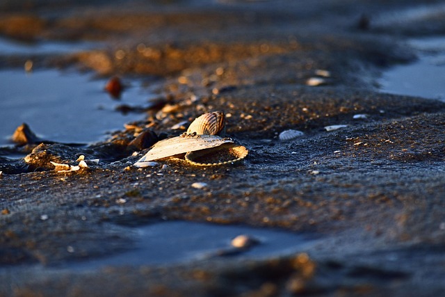 Free Beach Sea photo and picture