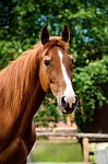 horse, mare, fuchs