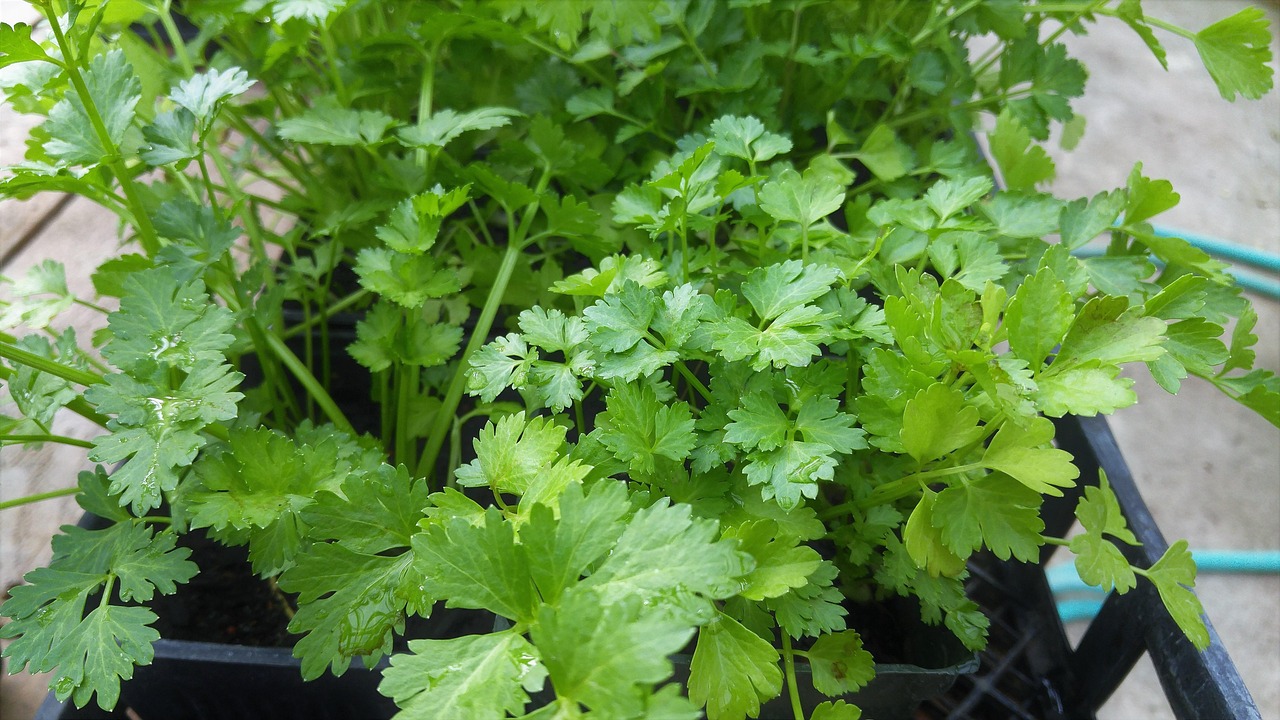 Learn to Grow Cilantro with Charlie Nardozzi