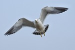 animal, sky, beach