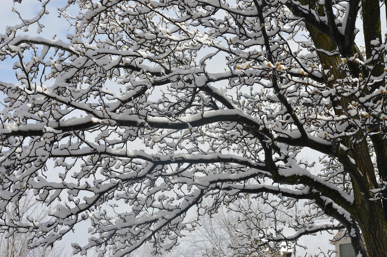 雪 树 - Pixabay上的免费照片 - Pixabay