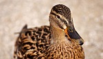 mallard, brown, animal world