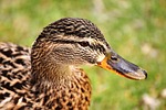 mallard, brown, animal world