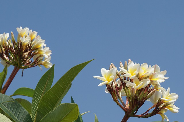 Free Frangipani Flowers Champa Laos photo and picture