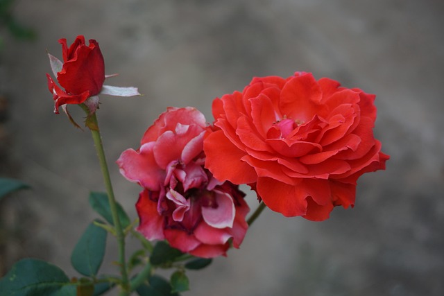 Free Rose Red Roses photo and picture