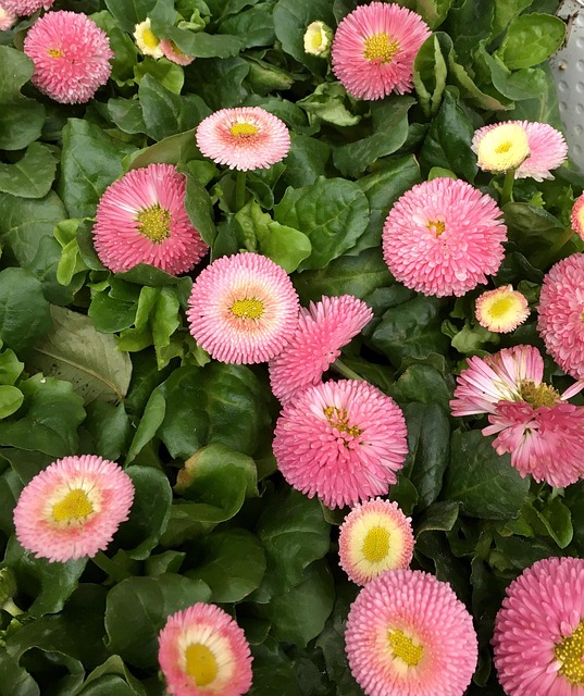 Free Flowers Blomsterplantering photo and picture