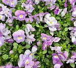 flowers, pansies, planting