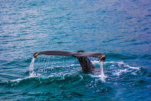 whale-2193356__340.jpg