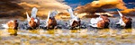 animals, water, bird