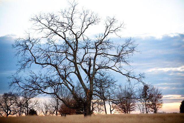 Arbol, Campo, Paisaje, Árbol, Otoño