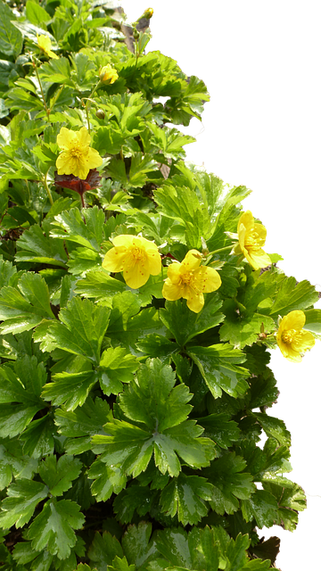 Free Flower Border Flower illustration and picture