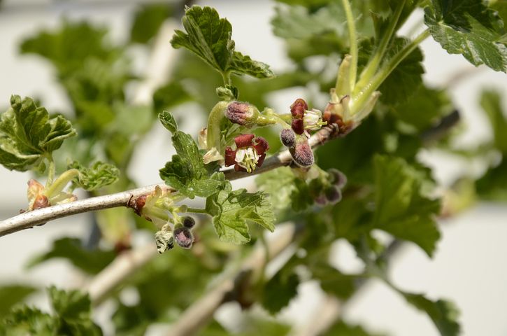 Tayberry, Spruit, De Lente, Takje
