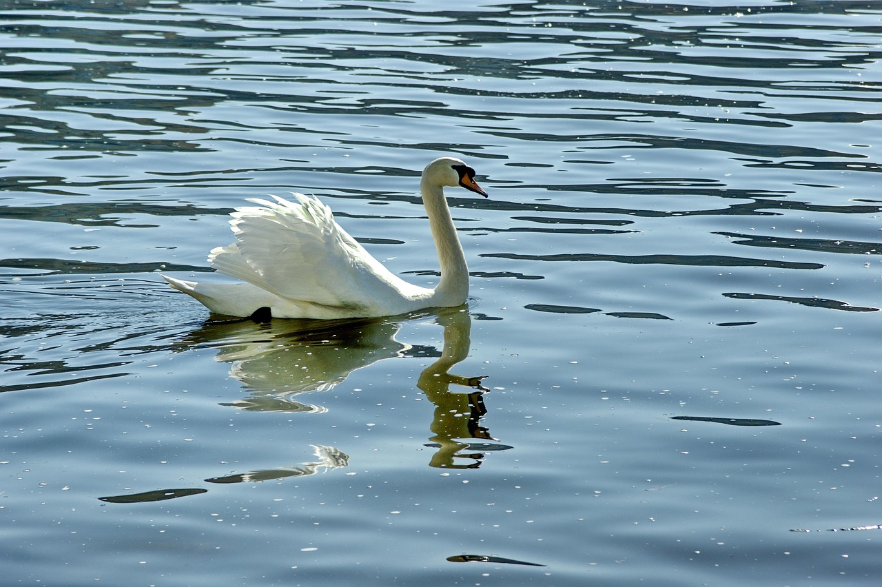 Kuğu Su Doğa - Pixabay'de ücretsiz fotoğraf - Pixabay