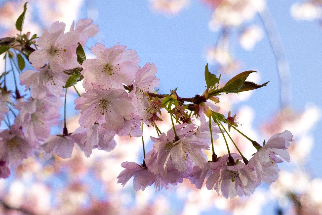 树开花 樱花 春天 - Pixabay上的免费照片 - Pixabay