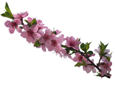 Flores, Tubos