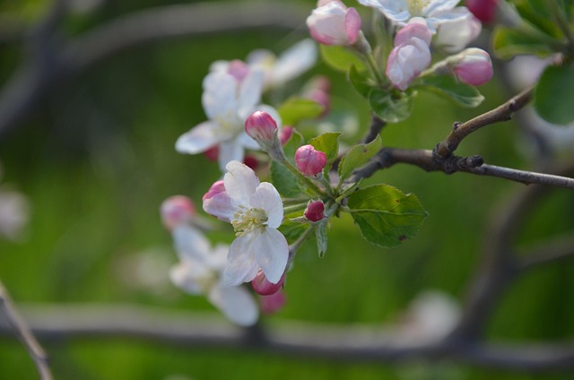 Free Spring Blossom photo and picture