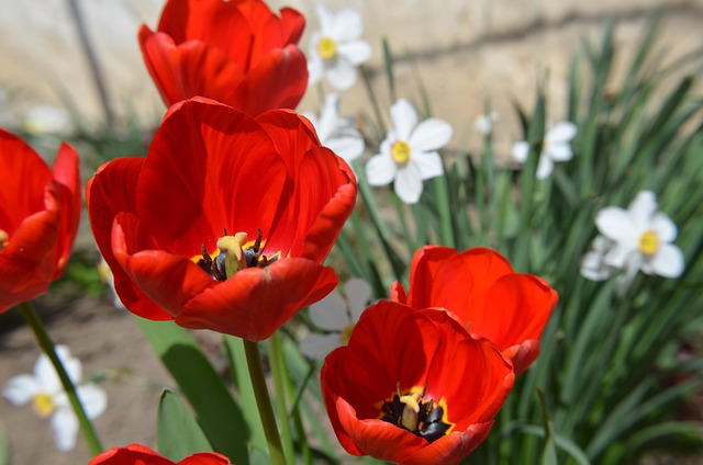 Free Red Tulip photo and picture