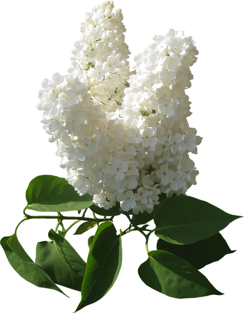 Flores, Tubos