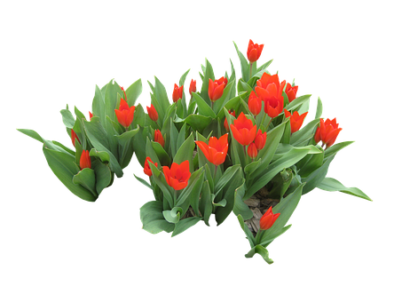 Flores, Tubos