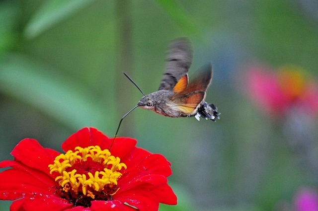 Free Insect Moth photo and picture