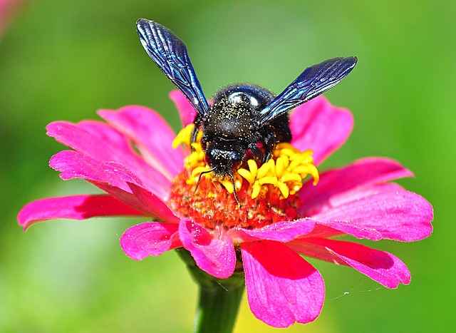 Free Insect On A Flower photo and picture