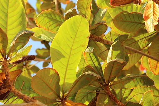 Free Leaves Tree photo and picture
