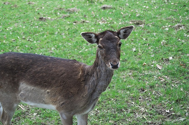 Free Deer Wild photo and picture