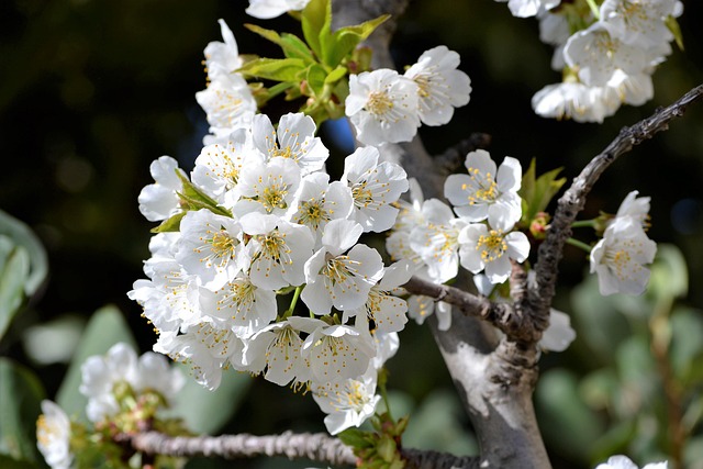 Free Cherry Spring photo and picture