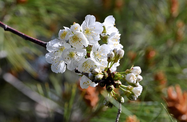Free Cherry Spring photo and picture