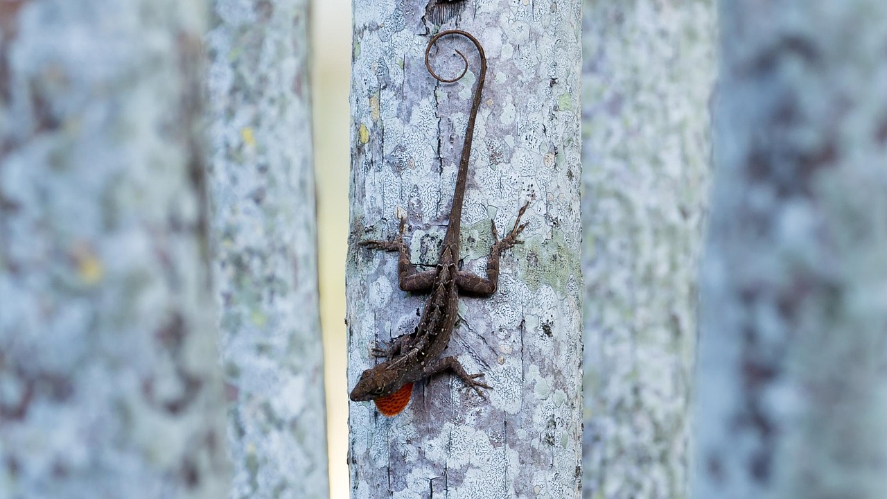 Brown Anole Lizard - Free photo on Pixabay