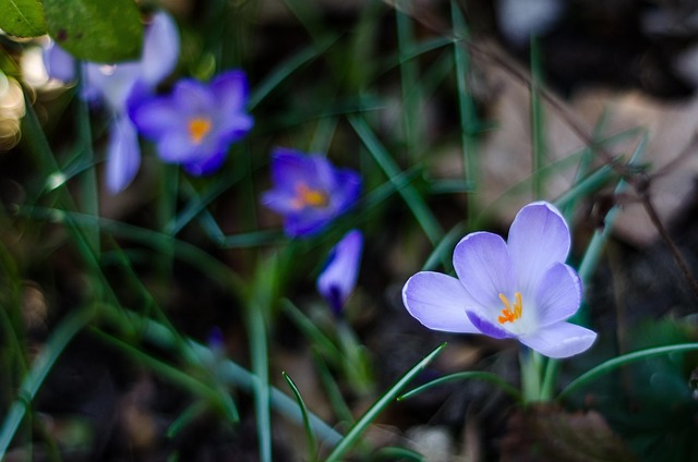 Free Blue Flower Violet photo and picture