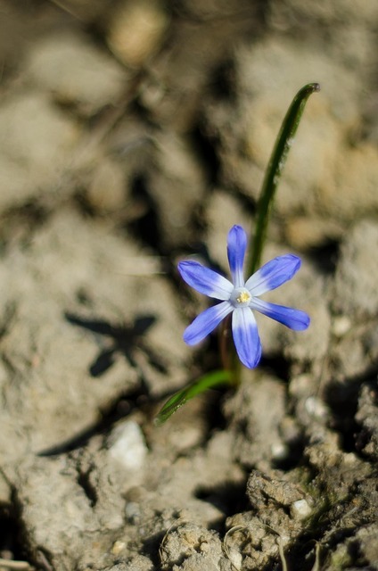 Free Flower Blue Flower photo and picture