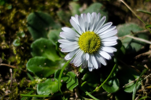 Free Flower White photo and picture