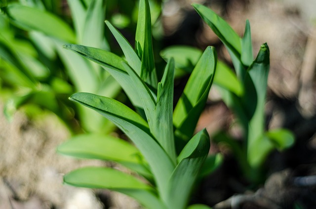 Free Plant Macro photo and picture