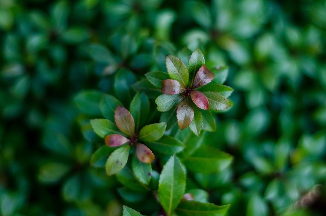 Free Plant Macro photo and picture