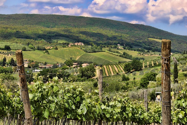 Free Tuscany Vineyard photo and picture