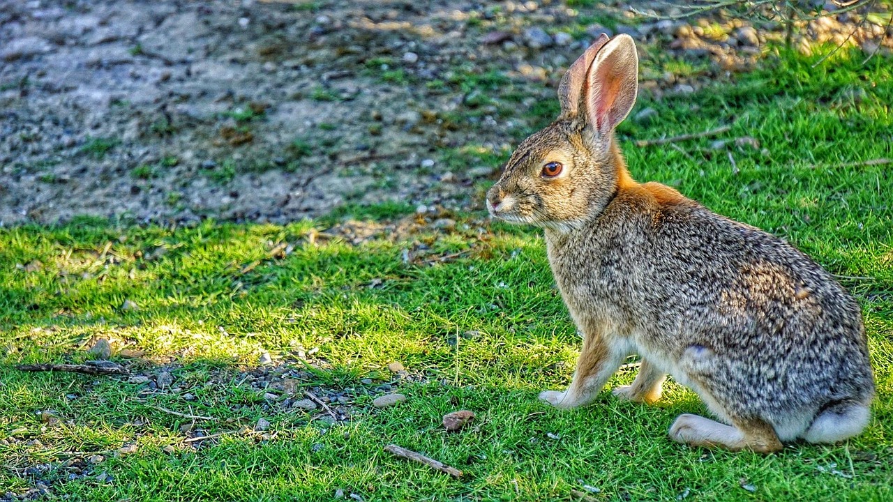 Hare Rabbit Bunny Free photo on Pixabay Pixabay