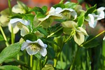 anemone blanda, christmas rose, species
