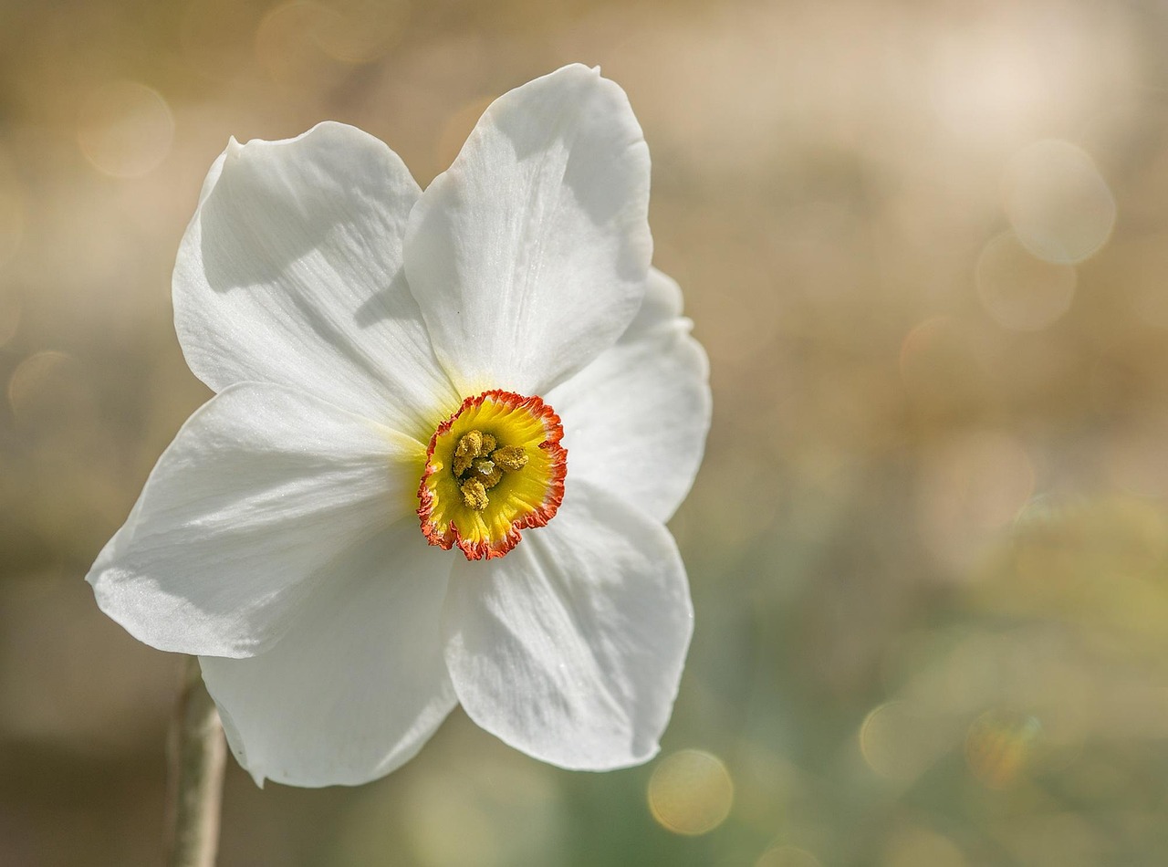 3 000 Free Daffodils Nature Images Pixabay