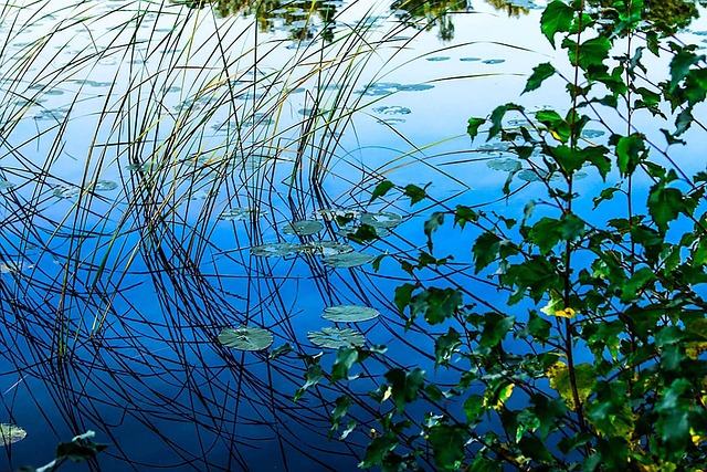 Free Water Pond photo and picture