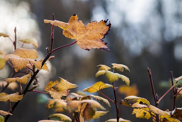 Free Fall Leaves photo and picture